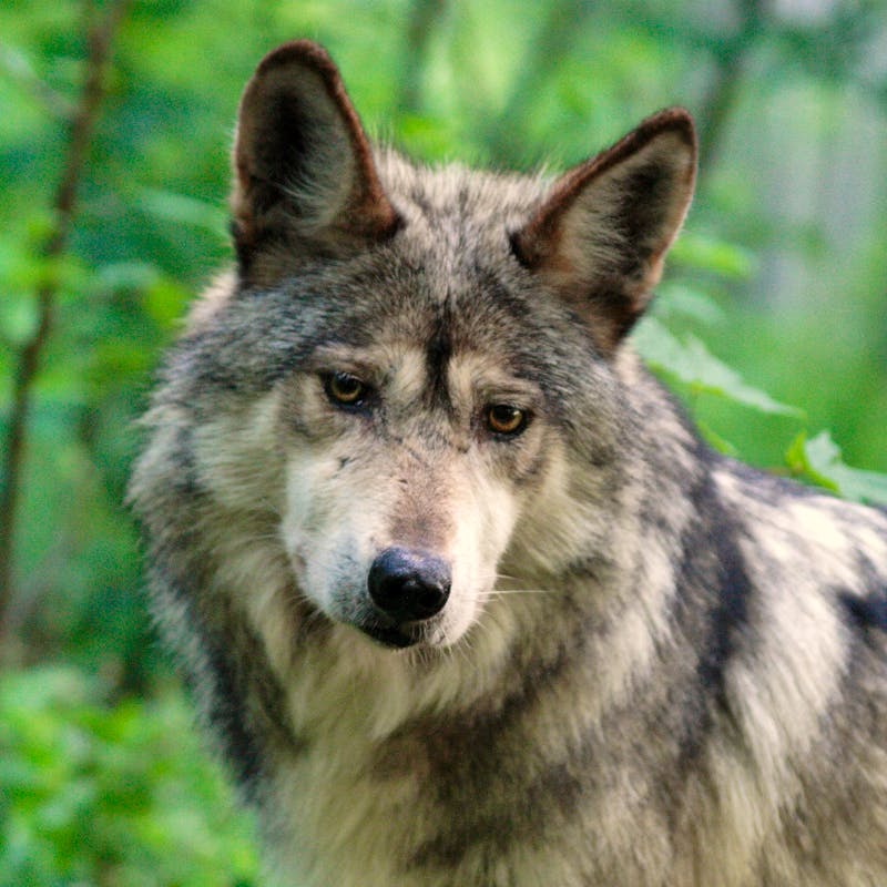 Mexican Gray Wolf headshot